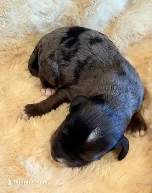 Elmo – Cockapoo puppy for sale in Hawarden, IA