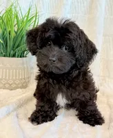 Dexter, a male Shihpoo for sale in Hawarden, IA – 2 of 10