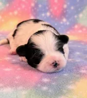 Spencer, a male Mal Shi for sale in Hawarden, IA – 4 of 7