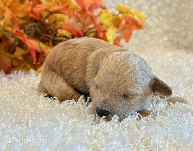 Tilly – Poodle - Toy , Poodle - Miniature  puppy for sale in Hawarden, IA