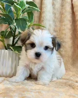 Paddington, a male Mal Shi for sale in Hawarden, IA – 5 of 10