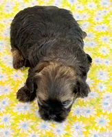 Flirt, a female Shihpoo for sale in Hawarden, IA – 9 of 9
