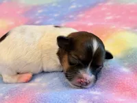 Nemo, a male Maltipoo for sale in Hawarden, IA – 8 of 9