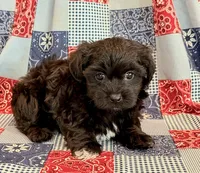 Dunkin, a male Shihpoo for sale in Hawarden, IA – 5 of 9