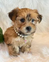 Katana, a female Morkie for sale in Hawarden, IA – 10 of 10