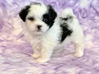 Hazel, a female Mal Shi for sale in Hawarden, IA – 8 of 9