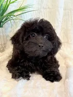 Dexter, a male Shihpoo for sale in Hawarden, IA – 7 of 10