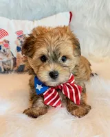 Kato, a male Morkie for sale in Hawarden, IA – 10 of 10