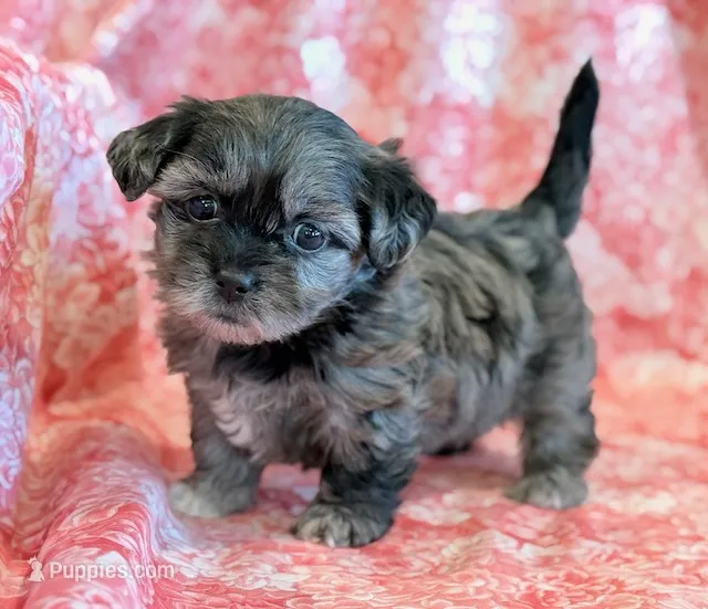 Freckles – Shihpoo puppy for sale in Hawarden, IA