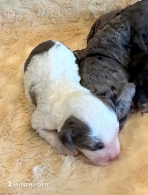 Ernie – Cockapoo puppy for sale in Hawarden, IA