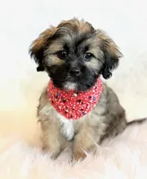 Spencer, a male Shihpoo for sale in Hawarden, IA – 7 of 10