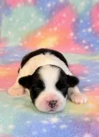 Sidney, a male Mal Shi for sale in Hawarden, IA – 3 of 9