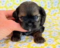Flirt, a female Shihpoo for sale in Hawarden, IA – 8 of 9