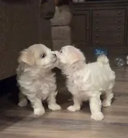 Ella, a female Maltese for sale in Lubbock, TX – Photo 2 of 2