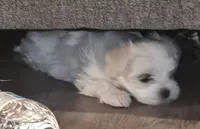 Dora, a female Maltese for sale in Lubbock, TX – Photo 5 of 6