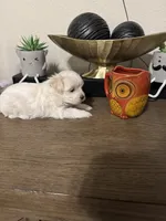 Dora, a female Maltese for sale in Lubbock, TX – Photo 2 of 6