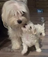 Dora, a female Maltese for sale in Lubbock, TX – Photo 6 of 6