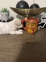 Dora, a female Maltese for sale in Lubbock, TX – Photo 4 of 6