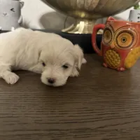 Erik, a male Maltese for sale in Lubbock, TX – Photo 5 of 8
