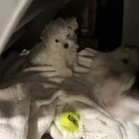 Erik, a male Maltese for sale in Lubbock, TX – Photo 6 of 8