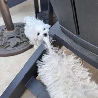 Erik, a male Maltese for sale in Lubbock, TX – Photo 8 of 8