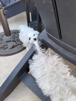 Erik, a male Maltese for sale in Lubbock, TX – Photo 8 of 8
