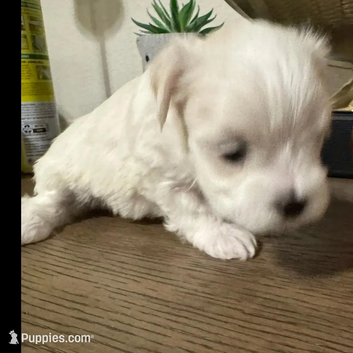 Erik, a male Maltese for sale in Lubbock, TX – Photo 4 of 8