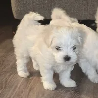 Erik, a male Maltese for sale in Lubbock, TX – Photo 3 of 8