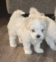 Erik, a male Maltese for sale in Lubbock, TX – Photo 3 of 8