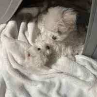 Erik, a male Maltese for sale in Lubbock, TX – Photo 7 of 8