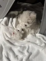 Erik, a male Maltese for sale in Lubbock, TX – Photo 7 of 8