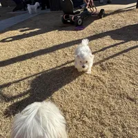 Ragnor, a male Maltese for sale in Lubbock, TX – Photo 4 of 7