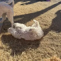 Ragnor, a male Maltese for sale in Lubbock, TX – Photo 7 of 7