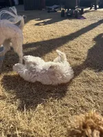Ragnor, a male Maltese for sale in Lubbock, TX – Photo 7 of 7