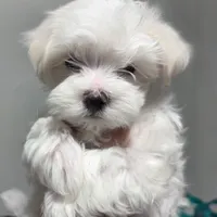 Ragnor, a male Maltese for sale in Lubbock, TX – Photo 2 of 7