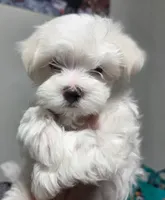 Ragnor, a male Maltese for sale in Lubbock, TX – Photo 2 of 7