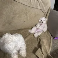 Ragnor, a male Maltese for sale in Lubbock, TX – Photo 5 of 7