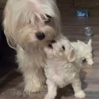 Ragnor, a male Maltese for sale in Lubbock, TX – Photo 1 of 7