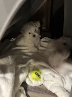 Ragnor, a male Maltese for sale in Lubbock, TX – Photo 3 of 7