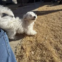 Ragnor, a male Maltese for sale in Lubbock, TX – Photo 6 of 7