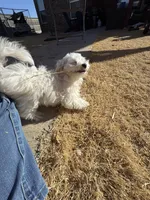 Ragnor, a male Maltese for sale in Lubbock, TX – Photo 6 of 7