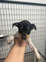 Male 3, a male Rat Terrier for sale in Florida, FL – Photo 5 of 5