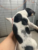 Male 3, a male Rat Terrier for sale in Florida, FL – Photo 2 of 5