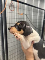 Male 3, a male Rat Terrier for sale in Florida, FL – Photo 3 of 5