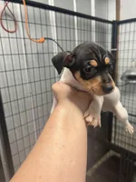 Male 3, a male Rat Terrier for sale in Florida, FL – Photo 1 of 5