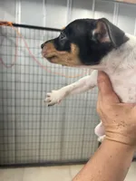 Male 3, a male Rat Terrier for sale in Florida, FL – Photo 4 of 5