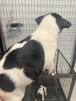 Male 2, a male Rat Terrier for sale in Florida, FL – Photo 3 of 4