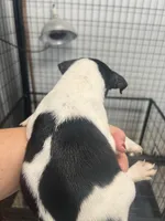 Male 2, a male Rat Terrier for sale in Florida, FL – Photo 4 of 4