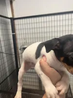 Male 1, a male Rat Terrier for sale in Florida, FL – Photo 3 of 4