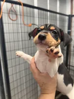 Male 2, a male Rat Terrier for sale in Florida, FL – Photo 1 of 4